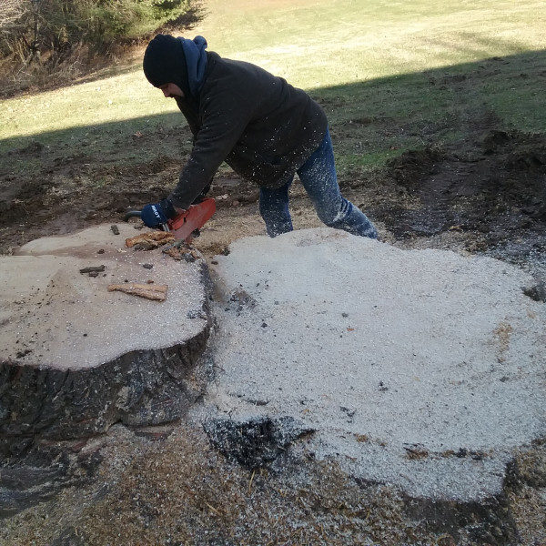 Brent cutting a tree stump with a chainsaw